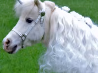 Mare, Miniature horse — photo 2