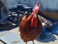 Chickens — photo 1