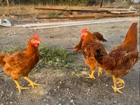 Chickens — Foto 2