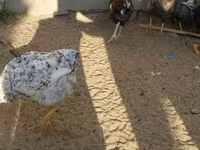 Chickens — photo 4