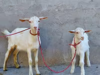 Goat, Saanen goat — photo 2