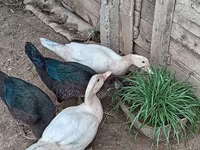 Domestic Muscovy — photo 1