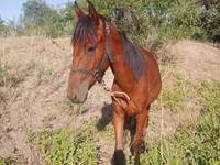 Koně (série, pohlaví neuvedeno), Koně — foto 2