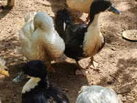 Alman Pekin — foto 7