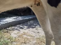 Cow, Russian Black pied cattle — photo 3