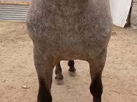 Koń, Appaloosa — zdjęcie 3