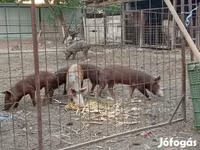 Knur, Świnie — zdjęcie 1