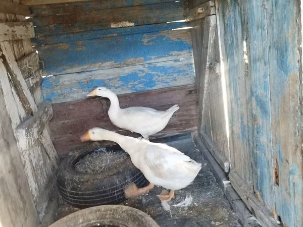 Geese — Azərbaycan