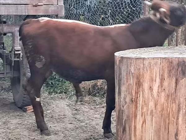 Buğa, Mal-qara
