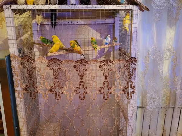 8 çex 2 keşa tam saqlam heyvanardi hazır bala veren quşdardı qefes