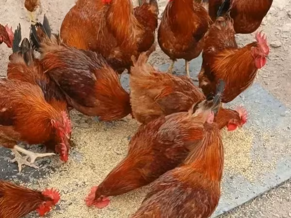 Chickens — Armenia
