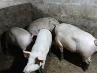 Säue, Schweine — Foto 4