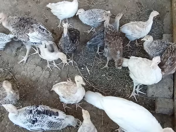 Turkeys — Azərbaycan
