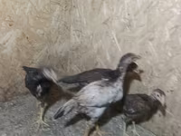 Chickens — foto 2