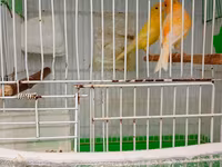Buqiymete quşlar az az tapılır kök renginde erkek limon renginde maya — 照片 3