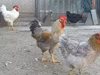 Chickens — foto 5
