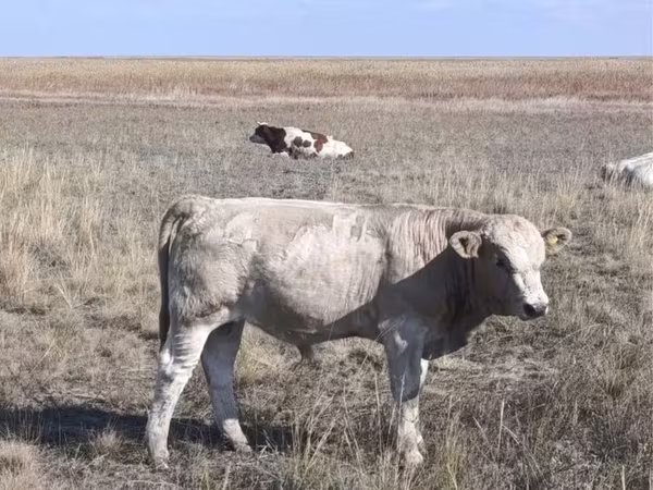 Букачар, Сиырлар
