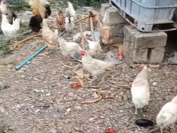 Chickens — Azərbaycan