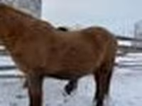 At, Yakutian horse — foto 5