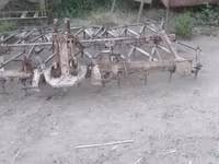 Baran, Owce — zdjęcie 7