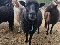 Вівця, Ouessant sheep — фото 1