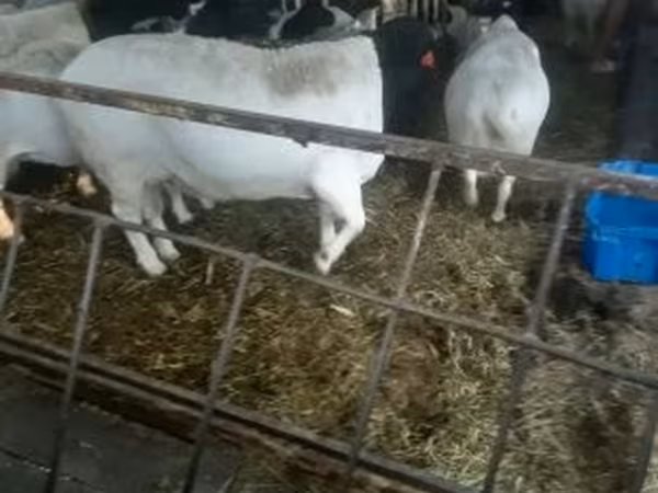 Баран, Dorper sheep