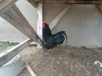 Chickens — الصورة 2