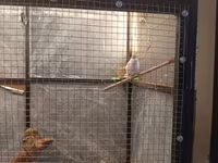 Böyük daxili quş volyeri 3 edet bulbul ikisi erkey biri disidir 2 cex — 照片 2