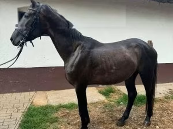 Horse (M), Kisber felver