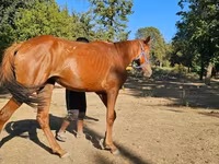 Кобила, Arabian horse — фото 2