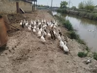 Ducks — الصورة 2