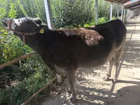 Vaca, Swiss cattle — foto 3