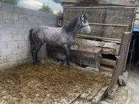 Horse (M), Horses — photo 5