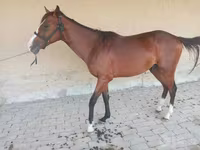 At, Arabian horse — foto 2