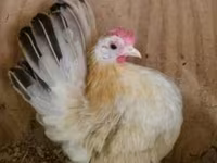 Chickens — الصورة 2