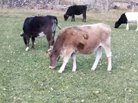Vaca, Ganado vacuno — foto 2