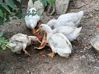 Ducks — Foto 1