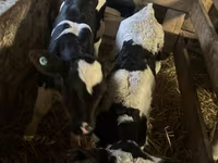 Buğa, Russian Black pied cattle — foto 3