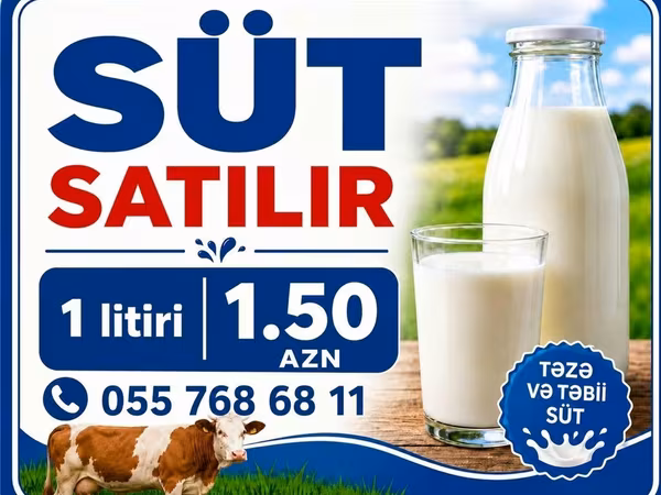 Təzə və təbii inək südü satılır. Gündəlik sağım, saf və qatqısız