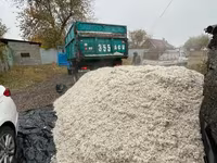 Жом свекловичный (кормовой) — свежий, рассыпной ЖОМ жом жом жом ЖОМ — Foto 2