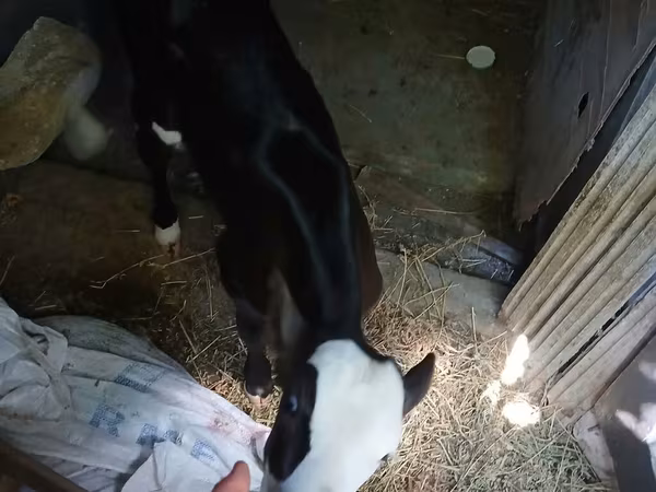 Buğa, Herefod