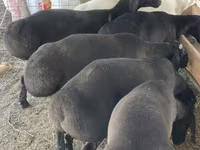 Qoʻchqor, Qoʻylar — 1-rasm