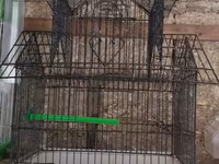 Vatsapla elaqe saxlasyin quslar qefesler Məhsul: Nimfa (Cockatiel) — 照片 5