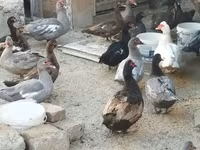 Domestic Muscovy — photo 6