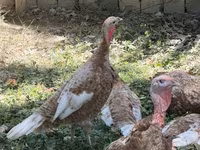 Broad Breasted White — photo 3