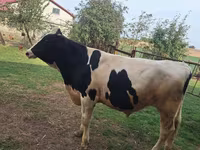 सांड, Russian Black pied cattle — फ़ोटो 2