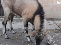 Ziegenbock, Nubian Goat — Foto 1