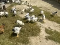 Chickens — foto 4