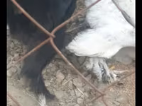 Silkie — photo 5