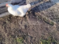 Avstraliya Pit Game quşu — foto 5